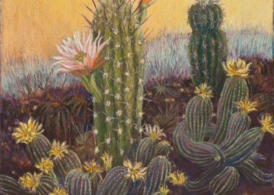 Cacti #5, pastel, 16″x16″